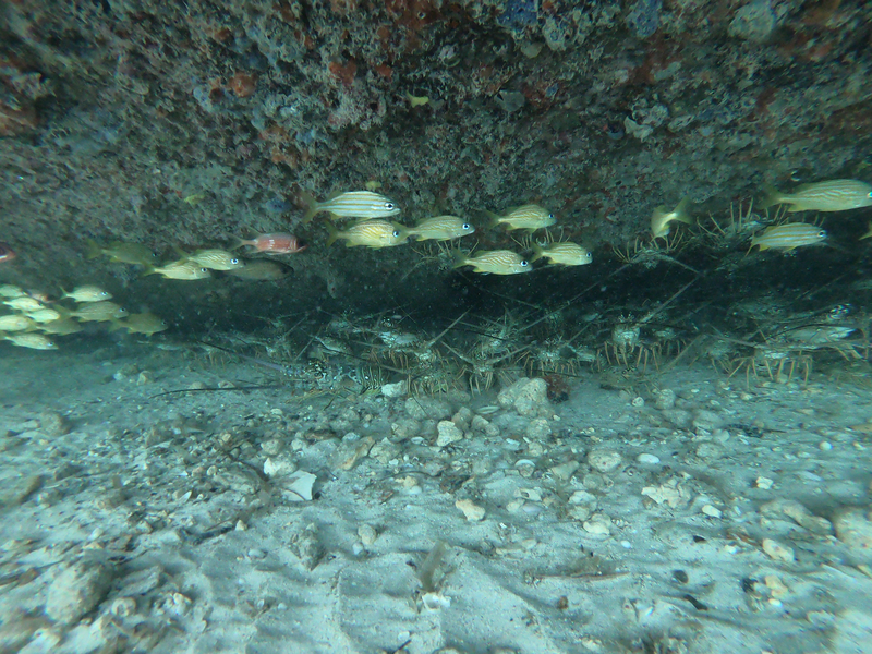 Armée de langouste de Marie-Galante