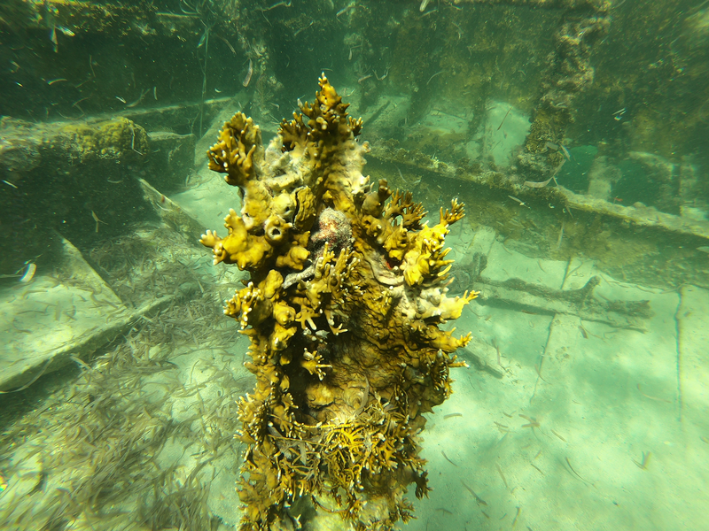 Corail sur l'épave à Marie Galante