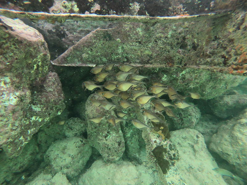 Groupe de poissons ventru